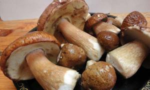 Как готовить белые грибы?