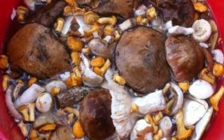 Как правильно солить грибы на зиму — проверенные рецепты